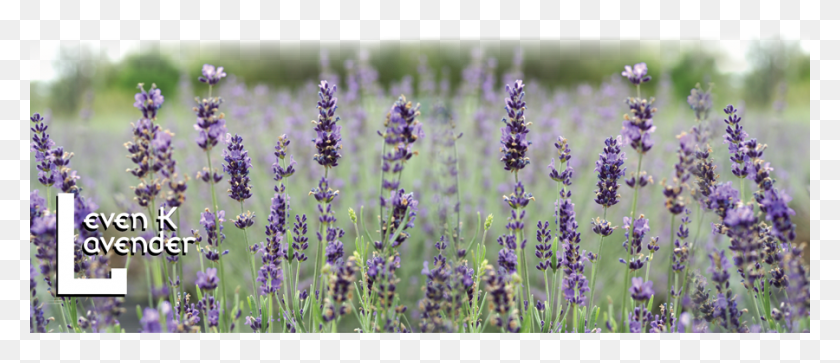 900x350 1st Prize For Lavandula Angustifolia 39maillette39 Lavandula English Lavender, Plant, Flower, Blossom HD PNG Download