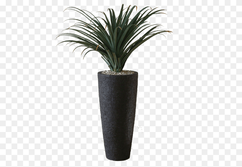 520x582 2 Houseplant, Plant, Potted Plant PNG