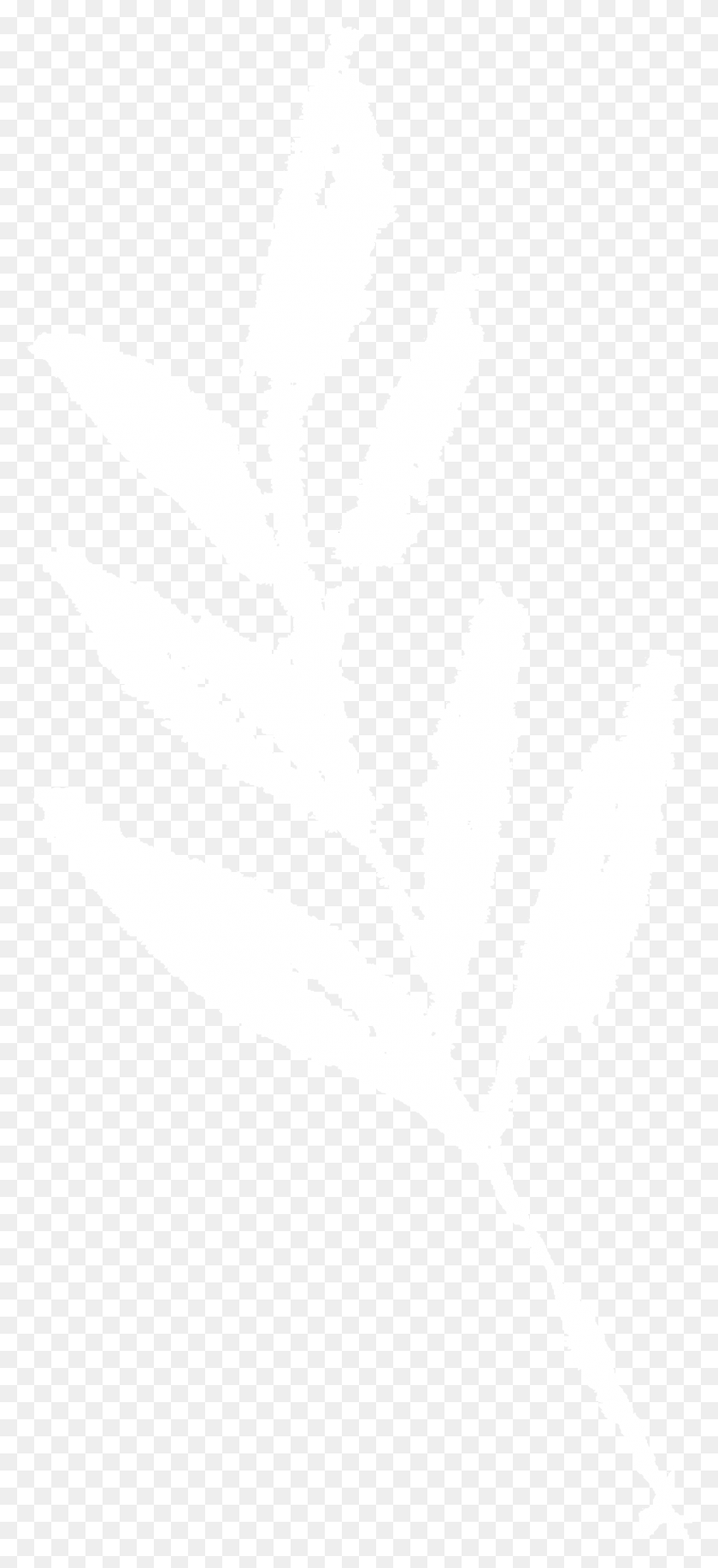 1251x2846 2 Логотип Джона Хопкинса Белый, Лист, Растение, Трафарет Hd Png Скачать