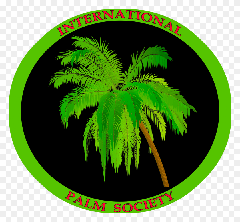 1148x1056 2 Palm Tree, Plant, Green, Vegetation HD PNG Download