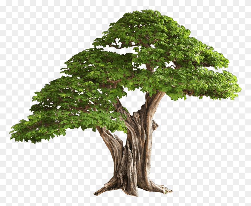 1456x1177 2 Дерева Бесплатное Изображение Дерево, Растение, Горшечное Растение, Ваза Hd Png Скачать