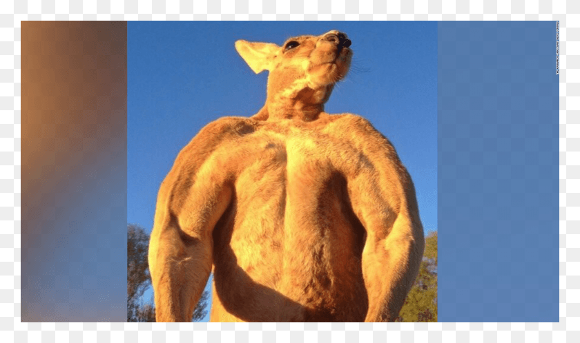 1600x900 200 Pound Ripped Kangaroo Crushes Metal Ripped Kangaroo Dead, Lion, Wildlife, Mammal HD PNG Download