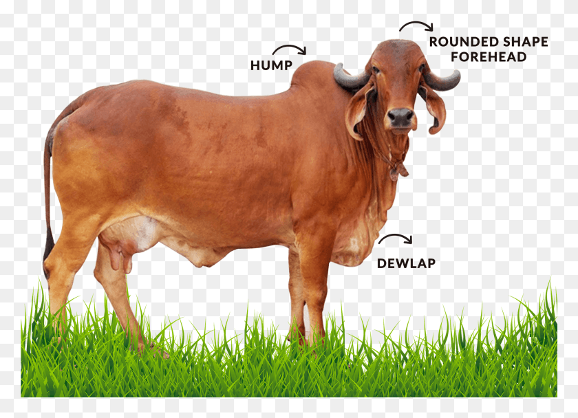 2001x1407 2000 X 1957 2 Происхождение Гирской Коровы, Бык, Млекопитающее, Животное Hd Png Скачать