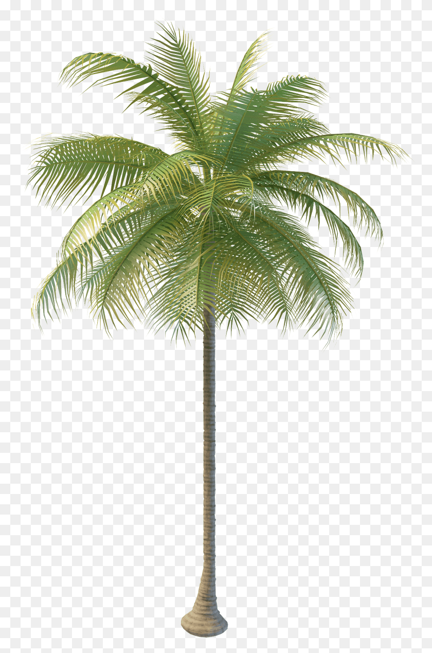 1197x1856 2000 X 2000 42 Format Coconut Tree, Tree, Plant, Palm Tree HD PNG Download
