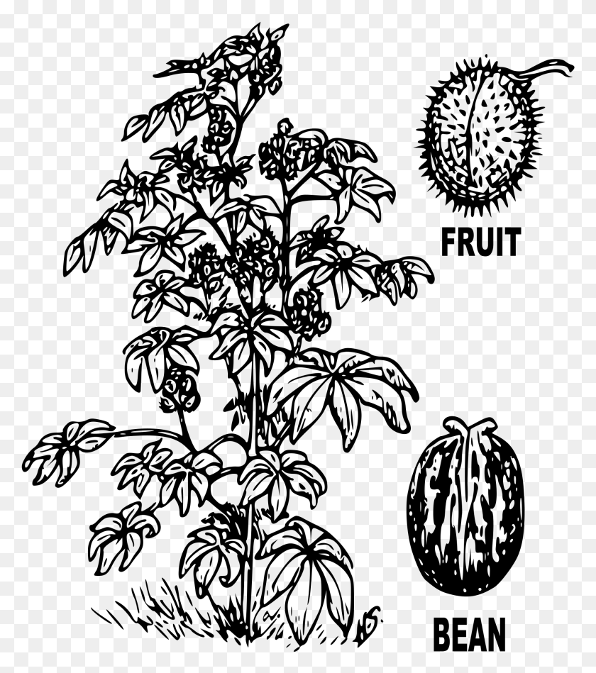 1793x2044 2000 X 2336 4 Castor Bean Plant Drawing, Gray, World Of Warcraft HD PNG Download