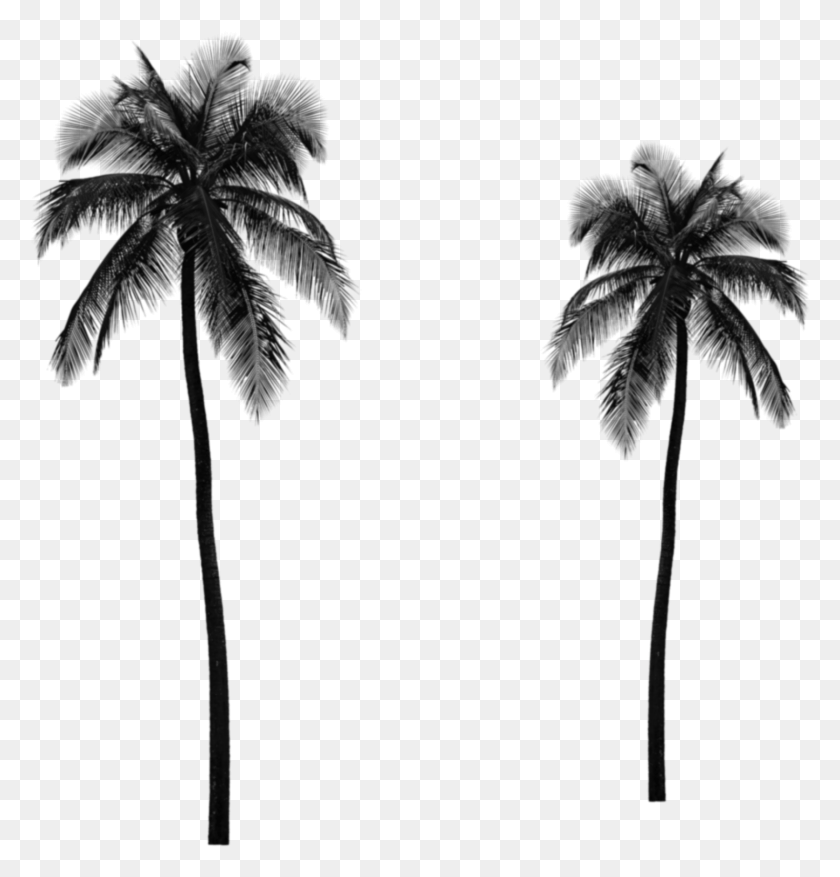 1672x1752 2000 X 2350 5 Palm Tree Tumblr Transparent, Tree, Plant, Arecaceae HD PNG Download