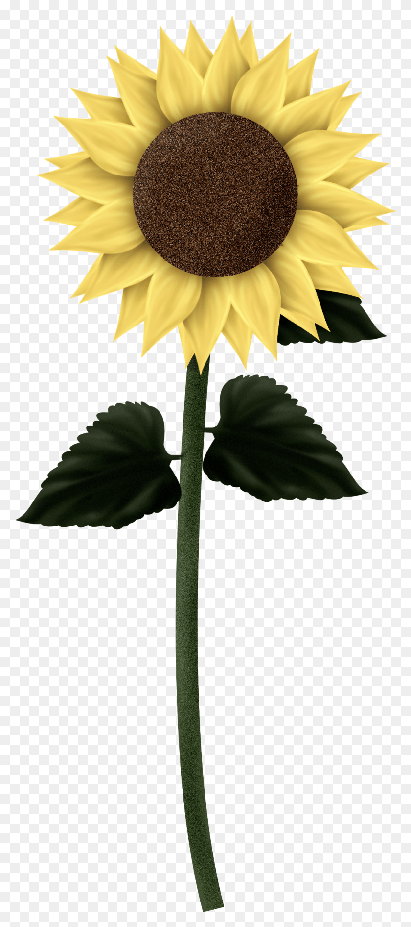 1037x2435 2000 X 2600 6 Tall Sunflower, Plant, Flower, Blossom HD PNG Download