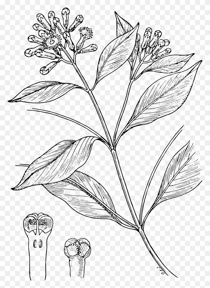 2000x2791 2000 X 2791 2 Clove Plant Drawing, Gray, World Of Warcraft HD PNG Download