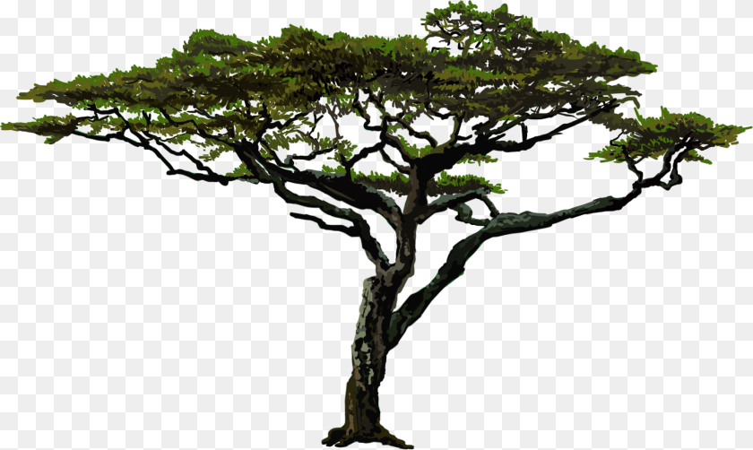 Live Oak, Green, Plant, Tree, Sycamore Transparent PNG