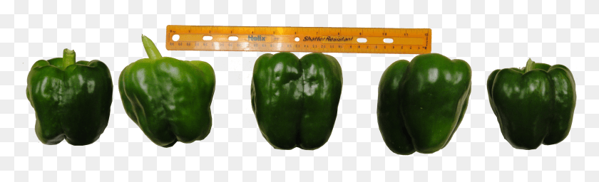 3055x768 2014 Evaluation Of Hybrid Bell Pepper Varieties In Green Bell Pepper, Plant, Vegetable, Food HD PNG Download