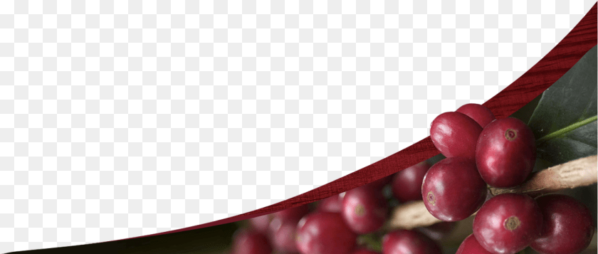 1350x574 2016 Caf Don Justo, Food, Fruit, Plant, Produce PNG