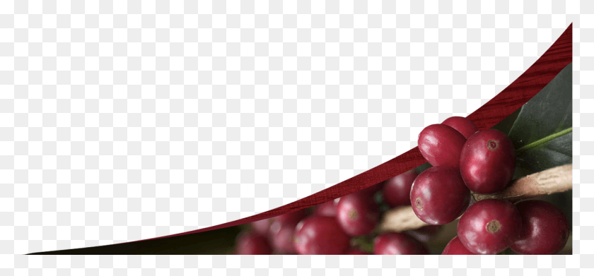 1350x574 2016 Caf Don Justo Grano Cafe Marcos De Cafe, Plant, Food, Fruit HD PNG Download