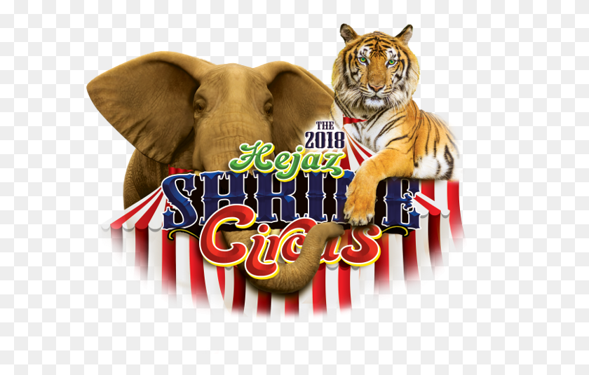 595x475 2017 Hejaz Shrine Circus Logo Hejaz Shrine Circus 2018, Tiger, Wildlife, Mammal HD PNG Download