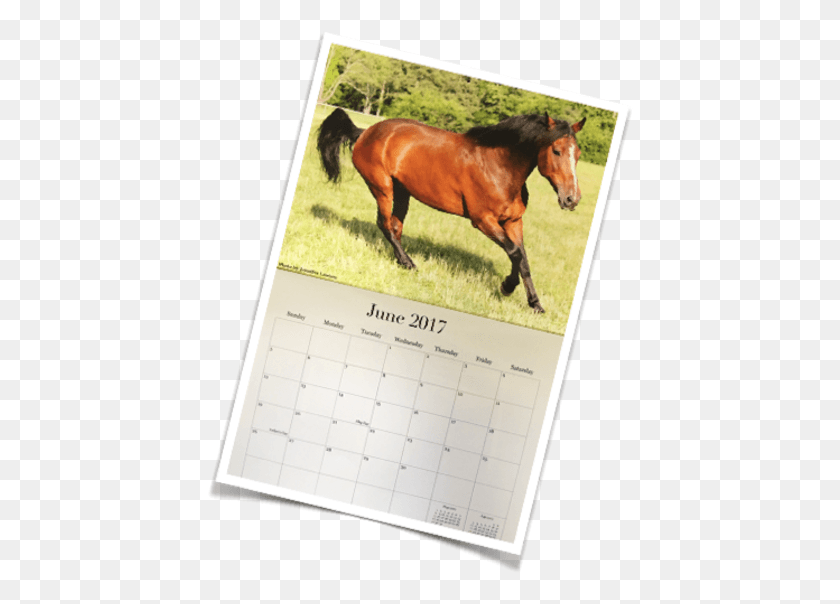 428x544 2017 Riding Centre Calendar Sorrel, Text, Horse, Mammal HD PNG Download