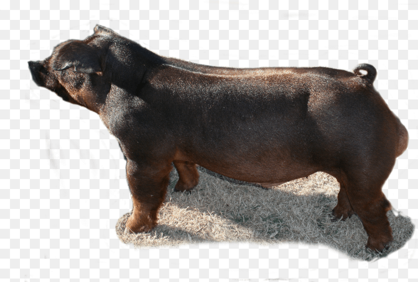 2018 Champion Duroc Domestic Pig, Animal, Mammal, Hog, Boar PNG