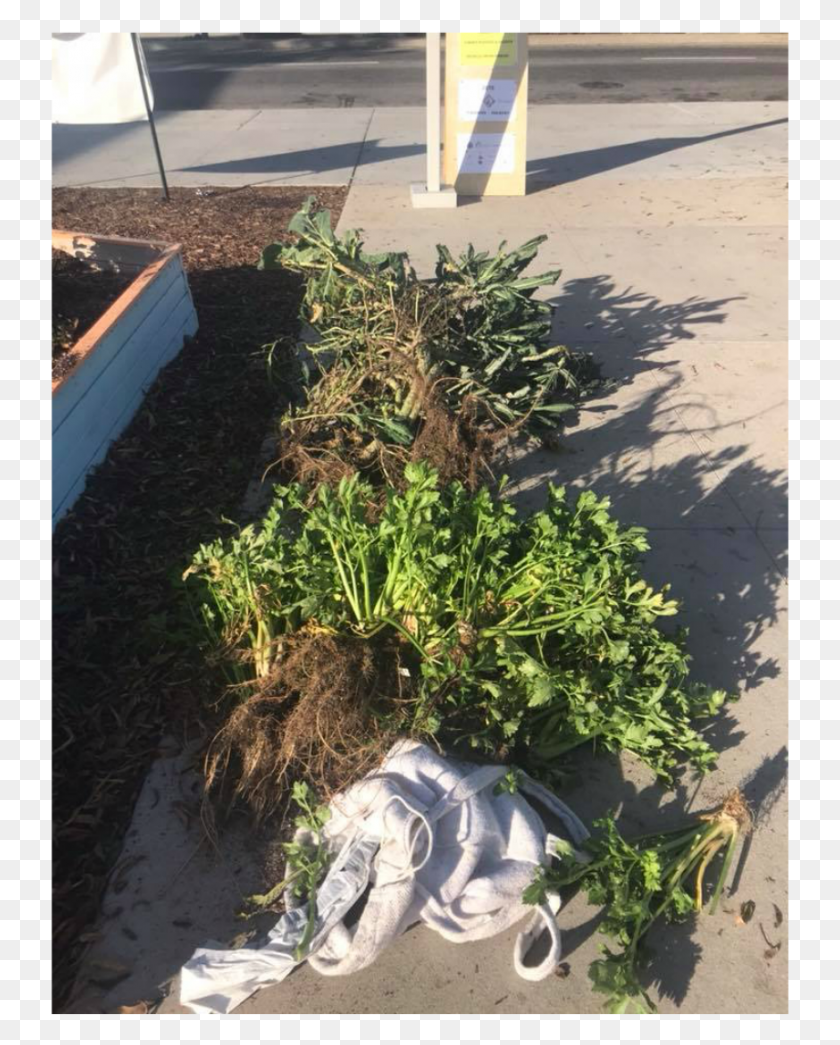 739x985 2018 Mlkservice Molibrary Plants Thuya, Почва, Растение, На Открытом Воздухе Hd Png Скачать