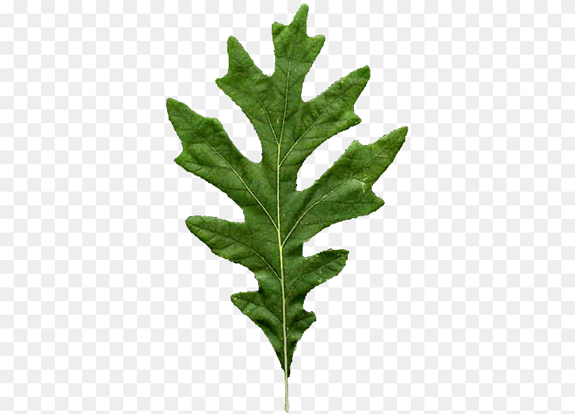 360x605 207 Kb Quercus Alba Leaf, Plant, Tree Transparent PNG