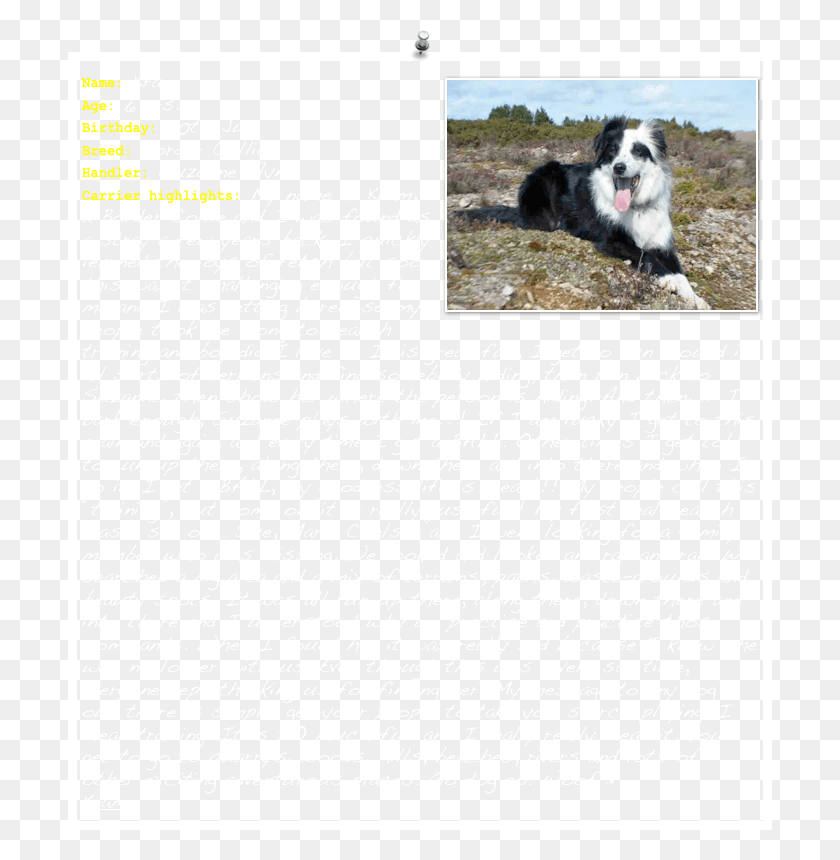704x800 20th Jun Breed Bernese Mountain Dog, Pet, Canine, Animal HD PNG Download