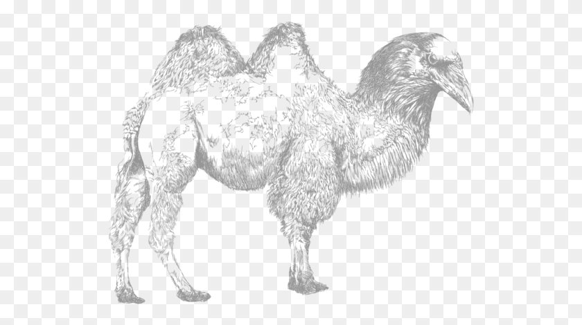 529x410 210 Пикселей Двугорбый Верблюд, Животное, Млекопитающее, Текст Hd Png Скачать