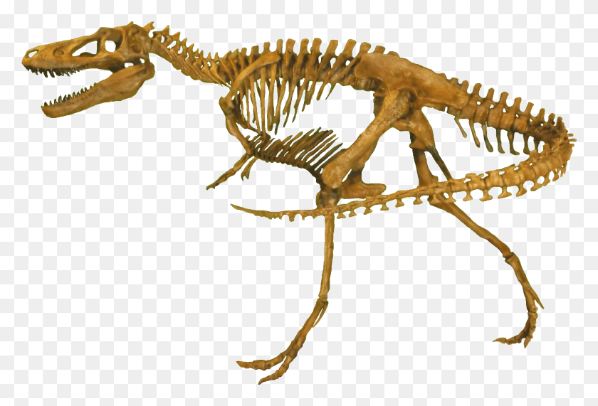 1890x1240 210 Pixeles Esqueleto De Nanotyrannus, Dinosaurio, Reptil, Animal Hd Png