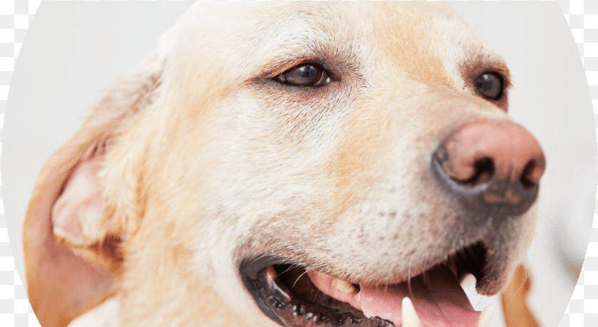 219k Dog Bath 20 Jul 2017 Dog, Animal, Canine, Labrador Retriever, Mammal Sticker PNG