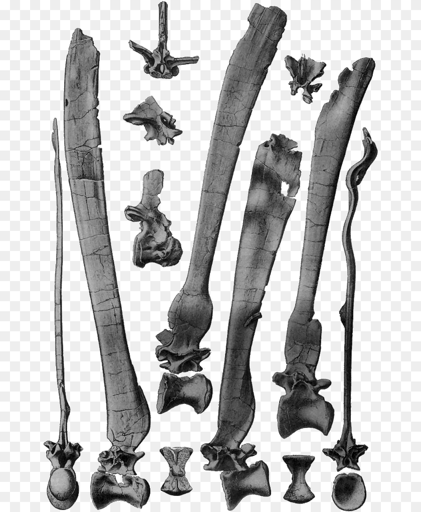 22 August 2007 Spinosaurus Vertebrae, Sword, Weapon, Blade, Dagger Sticker PNG