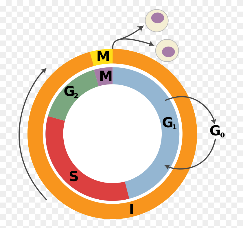 714x728 240 Pixels Cell Cycle, Number, Symbol, Text HD PNG Download