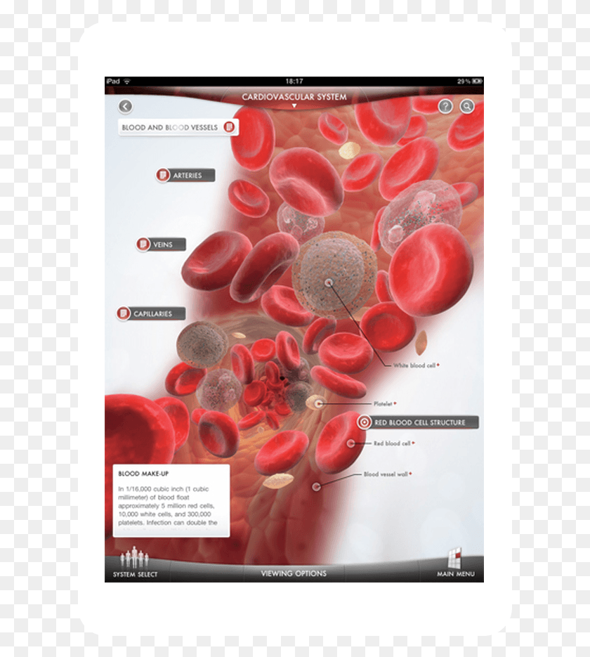 619x875 3286047 Blood Vessels, Advertisement, Poster, Flyer HD PNG Download