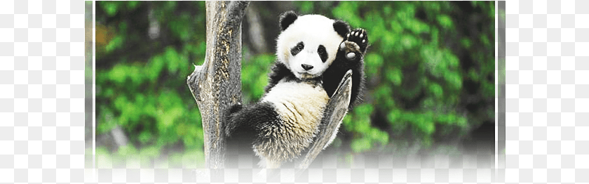 601x262 Giant Panda, Animal, Bear, Giant Panda, Mammal Sticker PNG