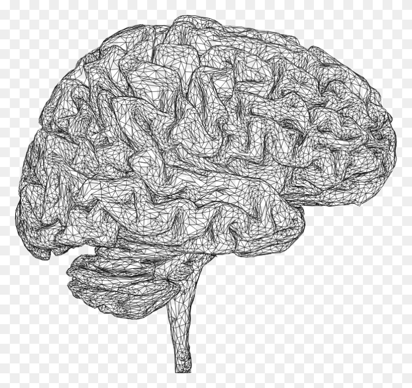 784x734 3d Brain Line Drawing, Gray, World Of Warcraft HD PNG Download