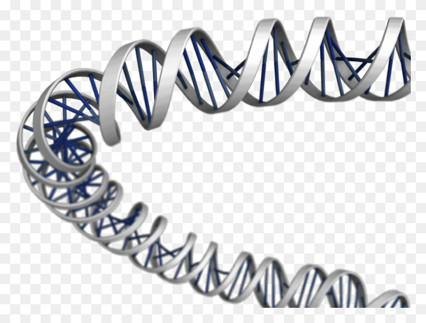 797x590 3d Dna, Coil, Spiral, Clothing HD PNG Download
