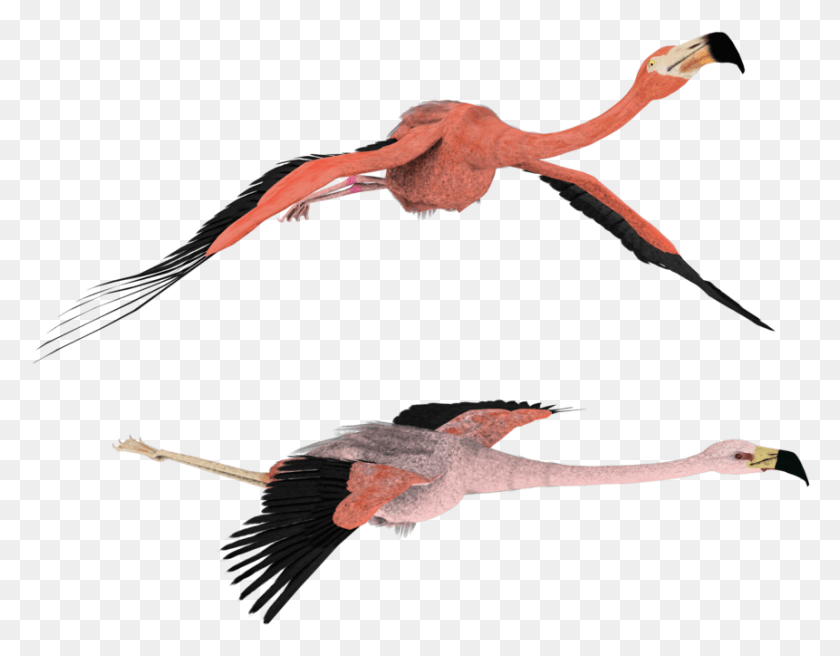 861x658 3d Flamingo Clipart Transparent Flying Flamingos, Bird, Animal, Amphibian HD PNG Download