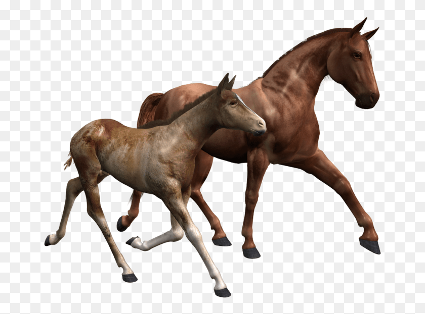 671x562 3d Horse Foal Breyer Valentine And Heartbreaker, Mammal, Animal, Colt Horse HD PNG Download