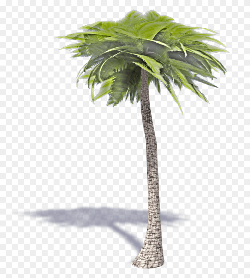 868x972 3d Palm Tree 3d Palm Tree Transparent, Tree, Plant, Arecaceae HD PNG Download
