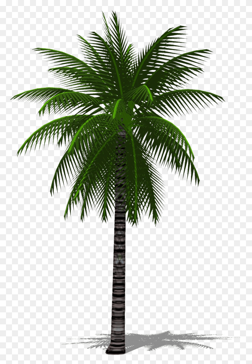 924x1365 3D Пальма Финиковая Пальма, Дерево, Растение, Арековые Hd Png Скачать