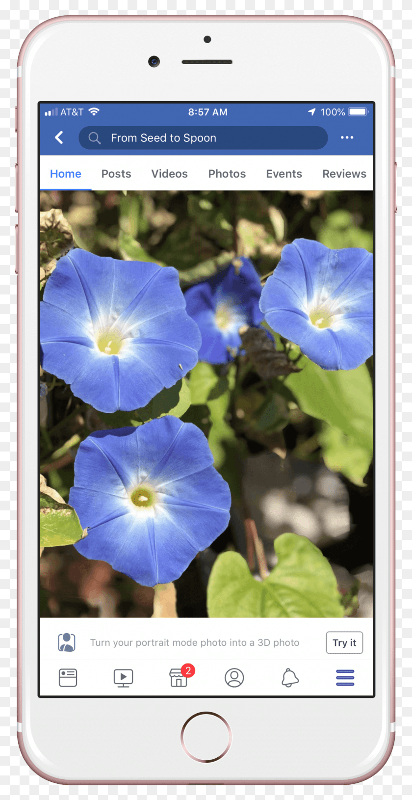 1241x2499 3d Pic Baby Blue Eyes, Geranium, Flower, Plant HD PNG Download