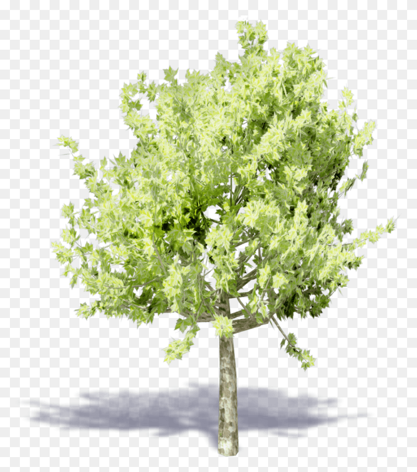 869x992 3D Viewview Baum Platane, Дерево, Растение, Куст Hd Png Скачать