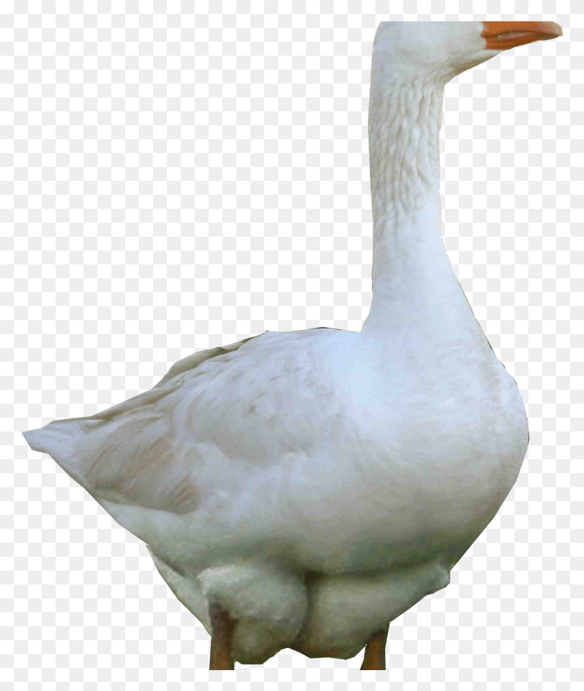 1338x1601 3D Белый Гусь Изображение Обои Для Утки, Птицы, Животного, Лебедя Hd Png Скачать