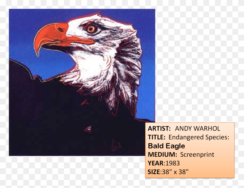 1432x1081 3rd Grade At Eagle Mountain Just Soared To New Heights Bald Eagle Print Andy Warhol, Bird, Animal, Beak HD PNG Download