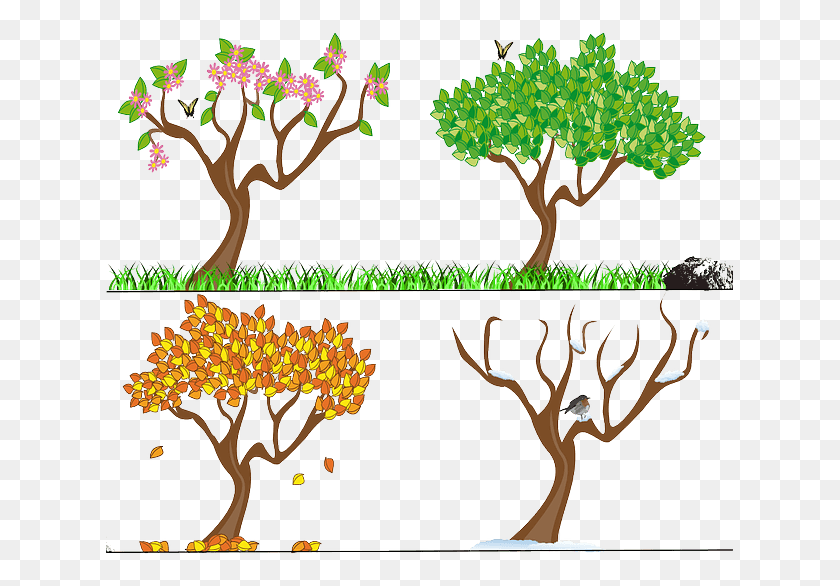 627x526 4 Seasons Seasons Of The Year Uk, Tree, Plant, Tree Trunk HD PNG Download