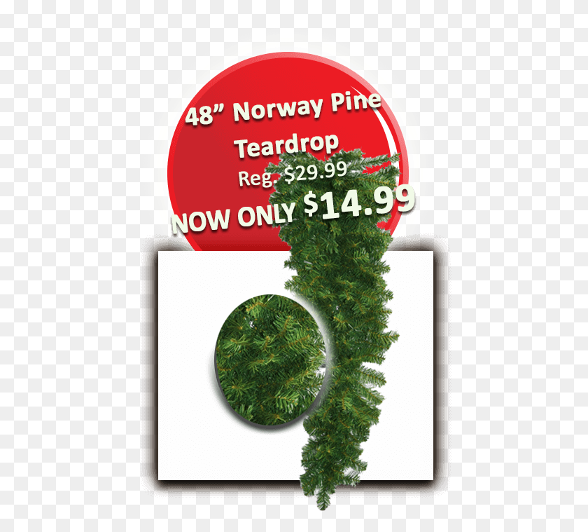 450x699 48 Norway Pine Teardrop Shortleaf Black Spruce, Plant, Vase, Jar HD PNG Download