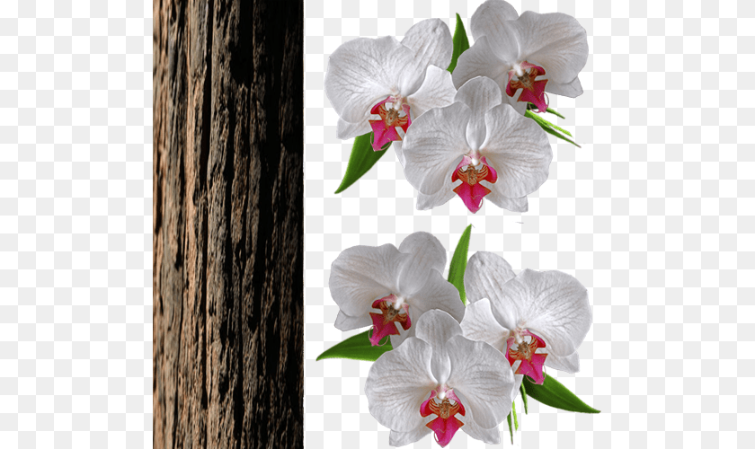 6 Zpsb7f2knp5 Fundo Orquidea, Flower, Orchid, Plant, Anemone PNG