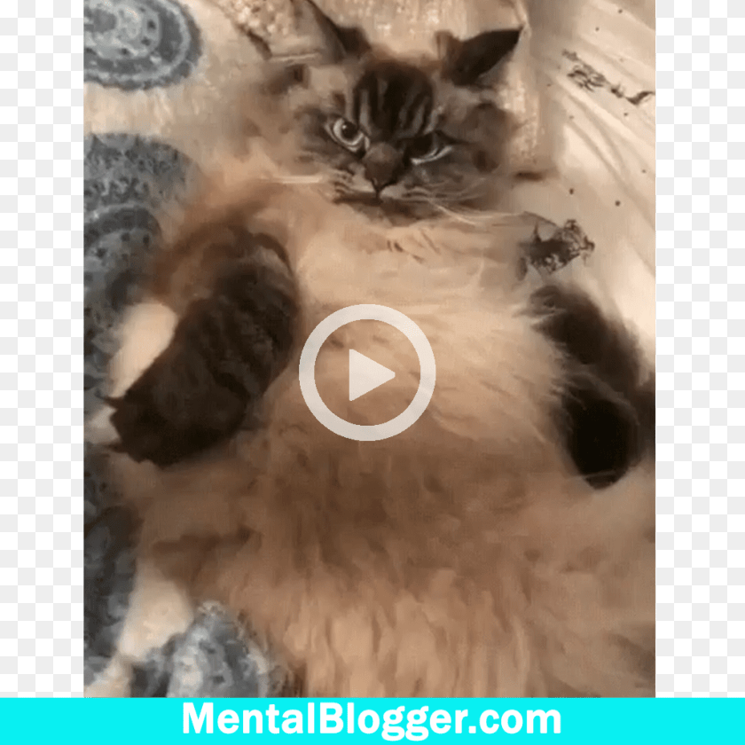 Grumpy Cat, Animal, Kitten, Mammal, Pet Clipart PNG