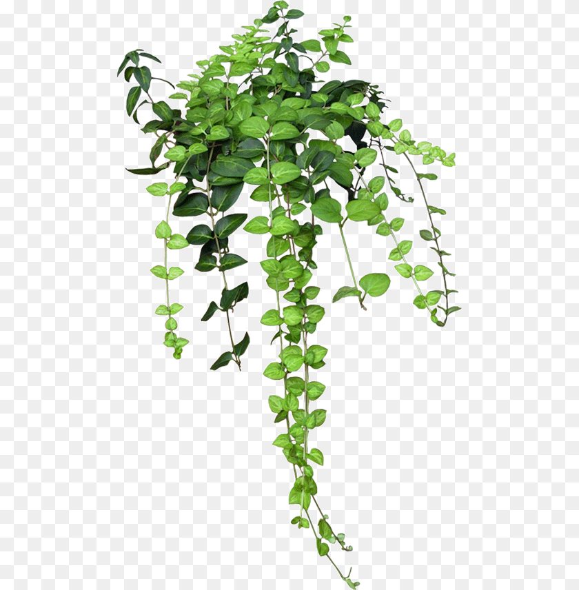 500x856 Enredadera, Plant, Vine, Leaf, Potted Plant Clipart PNG