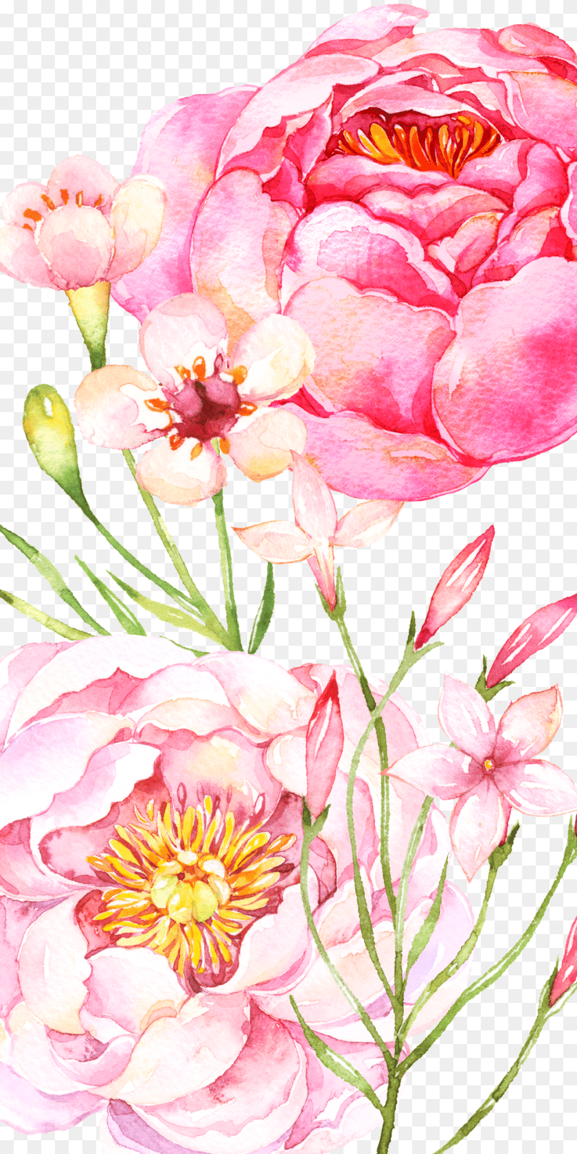 1000x2000 Watercolor Peony, Art, Plant, Petal, Pattern PNG