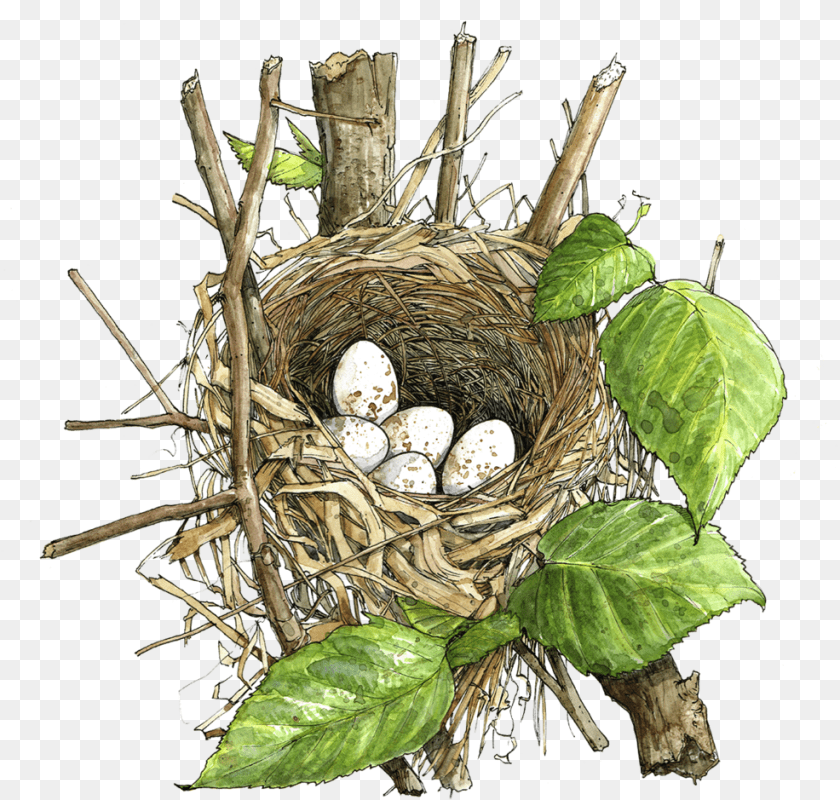 986x939 Nest, Plant PNG