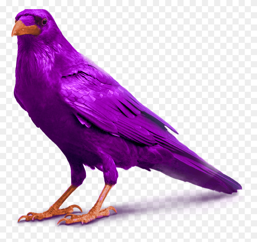 766x731 766x731 Transparent Background Raven, Bird, Animal, Canary HD PNG Download