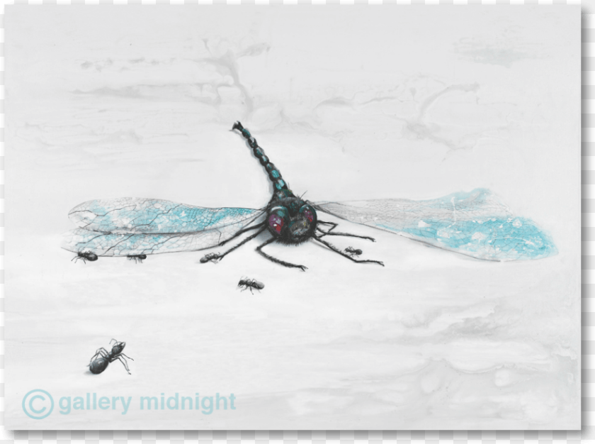 889x662 Dragon Fly, Animal, Bee, Insect, Invertebrate Clipart PNG