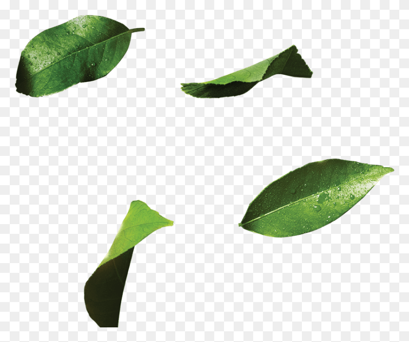 837x689 7up 7up Pepsico Datura Inoxia, Leaf, Plant, Green HD PNG Download