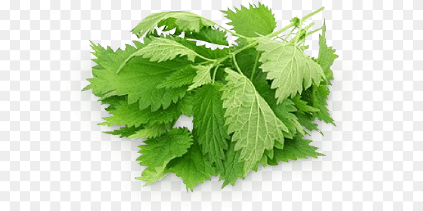 Parsley, Herbal, Herbs, Leaf, Plant Clipart PNG